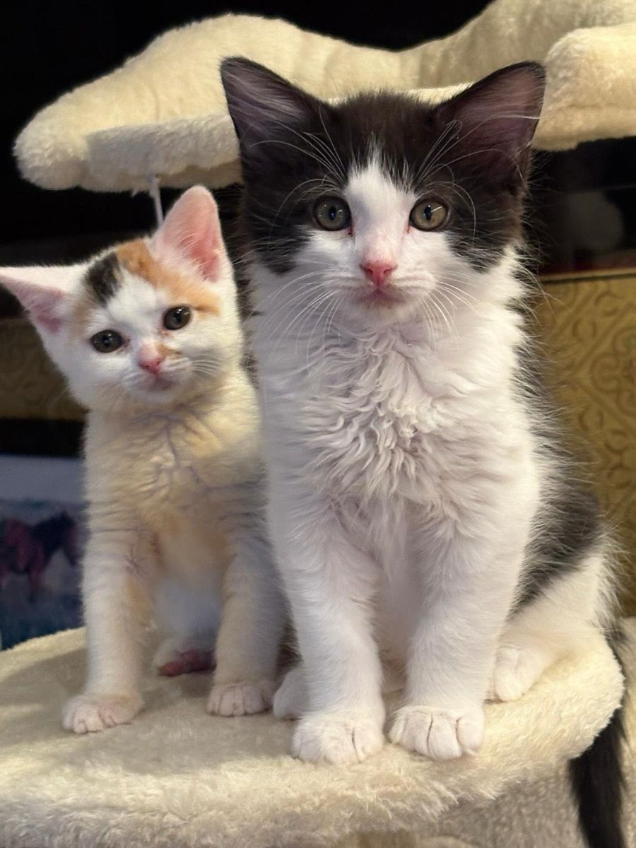 calico kittens fluffy
