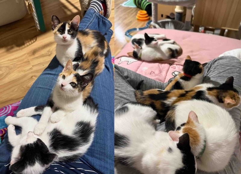 calico kittens lap cats