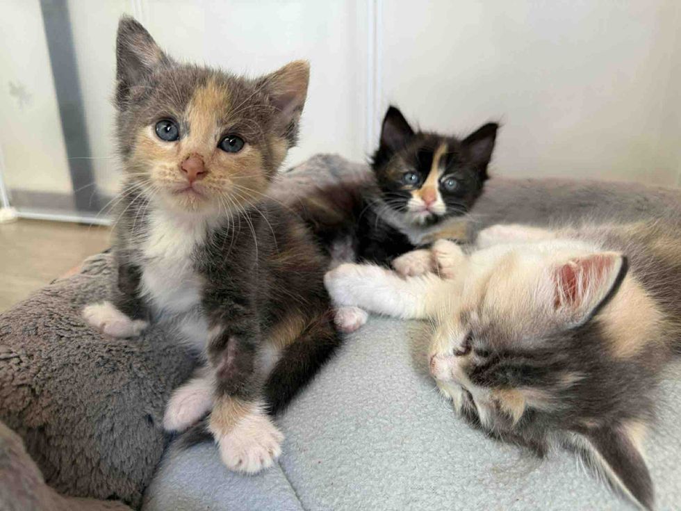 calico kittens snuggles