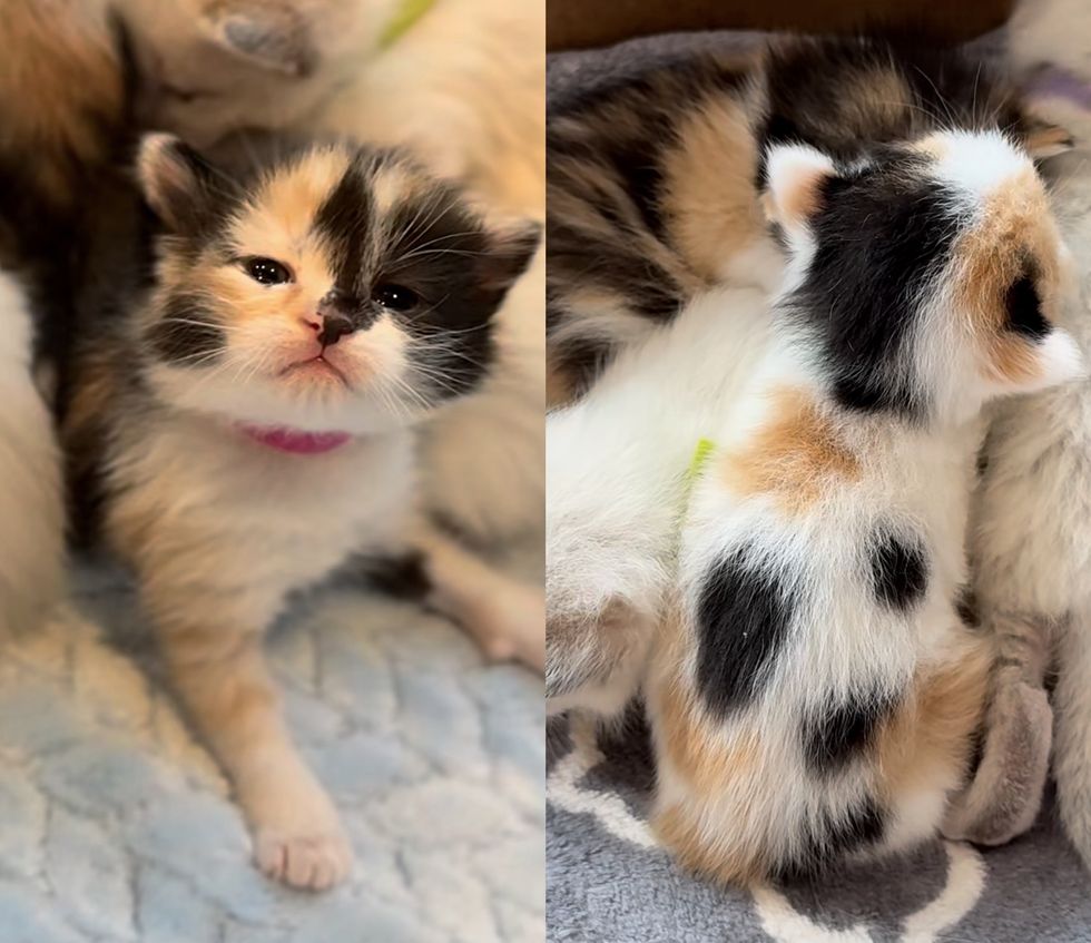 calico kittens
