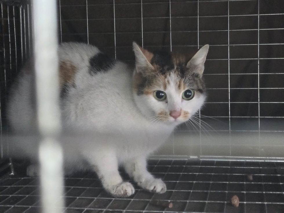 calico mother cat safe