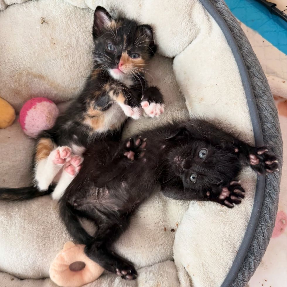 calico panther kittens paws