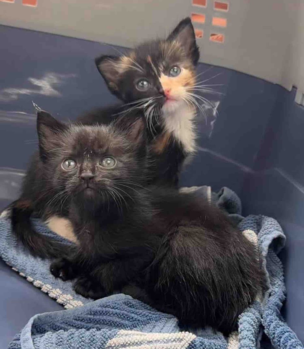 calico panther kittens