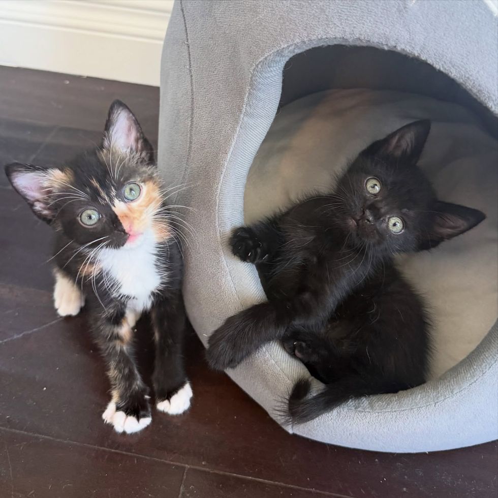 calico panther kittens