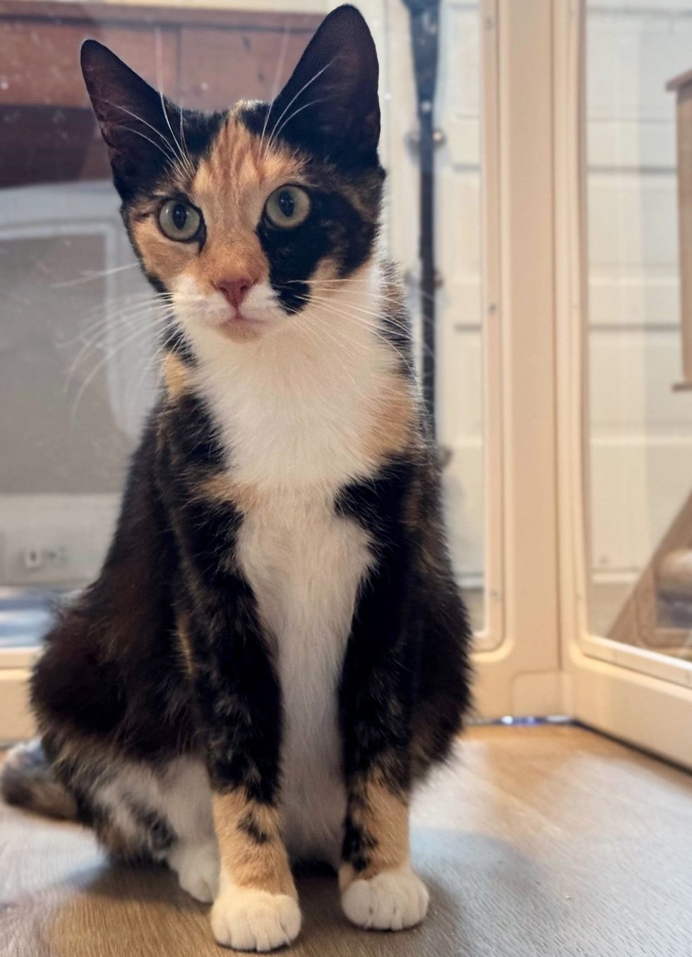 calico pregnant cat