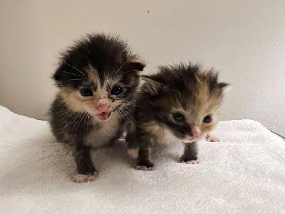 calico sister kittens