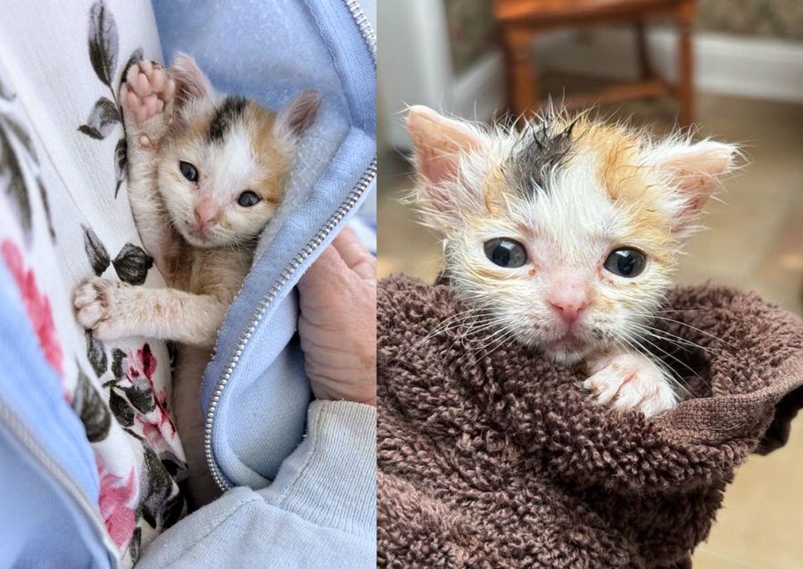 calico snuggly kitten