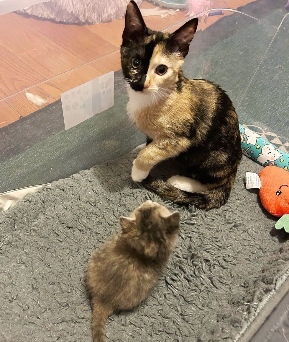 calico split face kitten