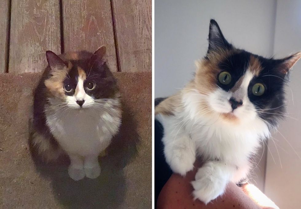 calico, stray cat, kitten