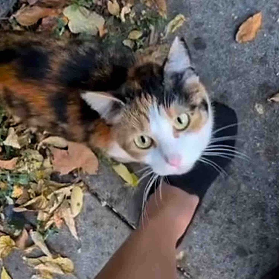 calico street cat attention