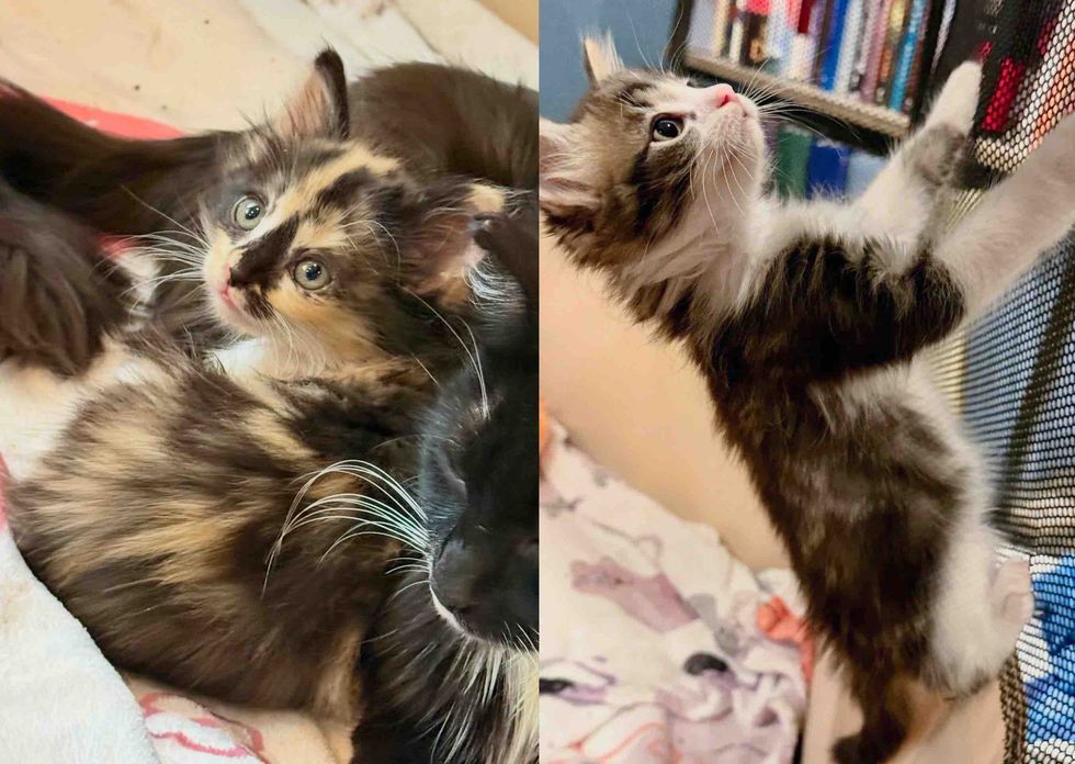 calico tuxedo kitten climbing