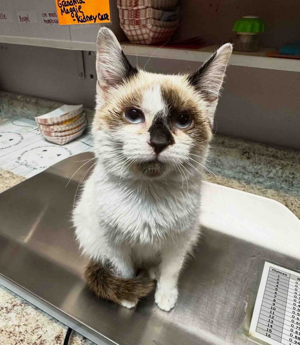 calm trusting kitten