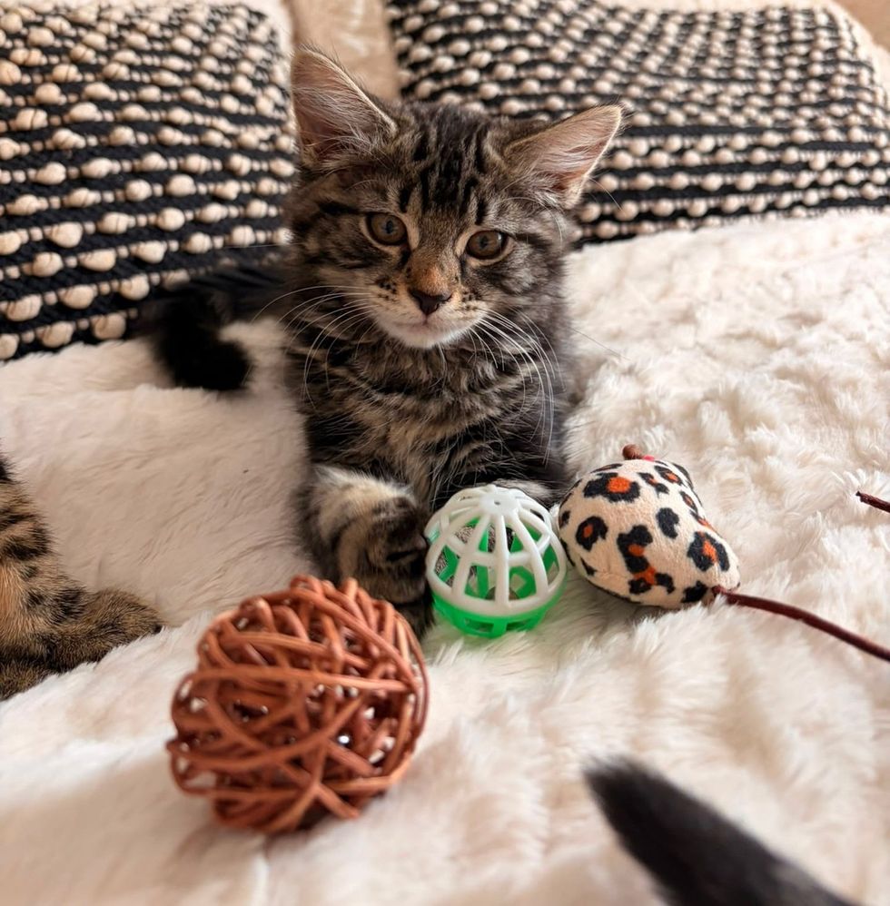 Cashew surrounded by toys on a cushioned couch