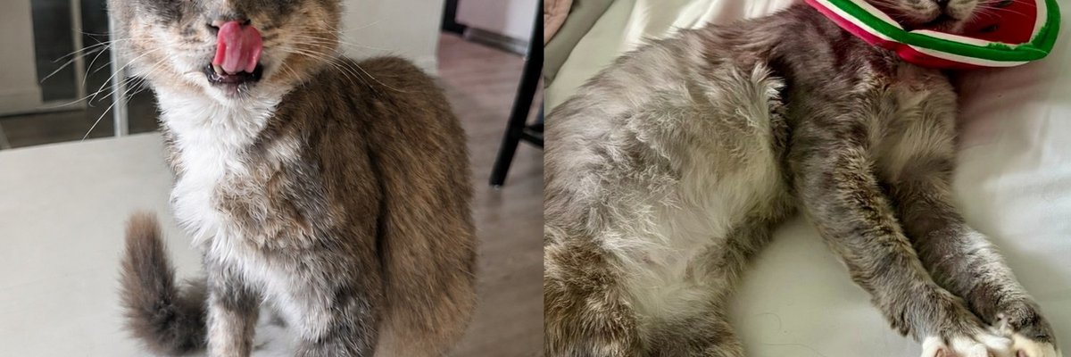 Cat Found Wandering Major Street With a Deep Wound on Head Never Stopped Leaning Into Every Hand For Pets
