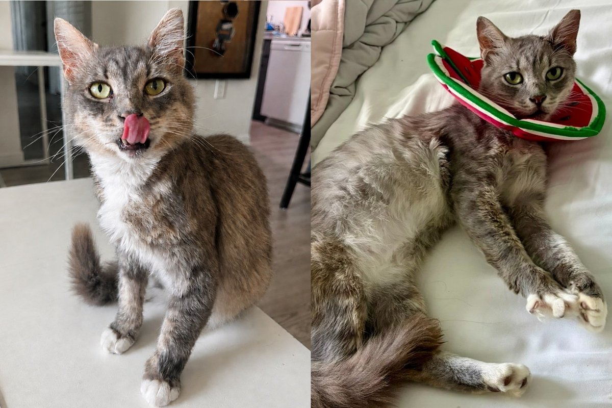 Cat Found Wandering Major Street With a Deep Wound on Head Never Stopped Leaning Into Every Hand For Pets