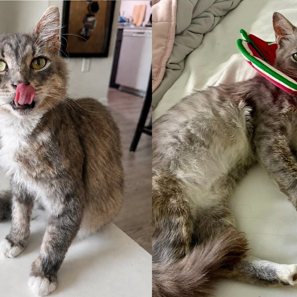 Cat Found Wandering Major Street With a Deep Wound on Head Never Stopped Leaning Into Every Hand For Pets