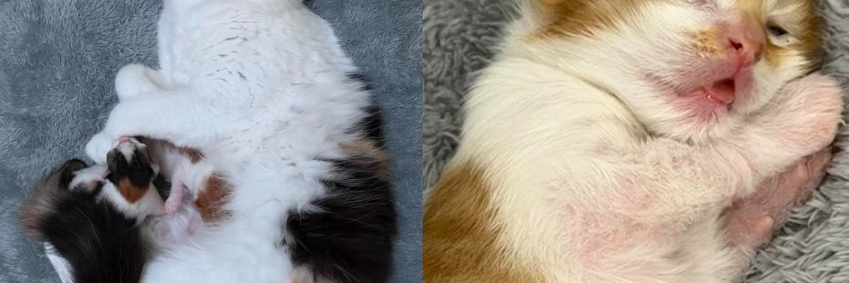 Calico Mama Cat and Her Two Roly Poly Babies Are Growing Big and Strong in the Care of a Devoted Foster