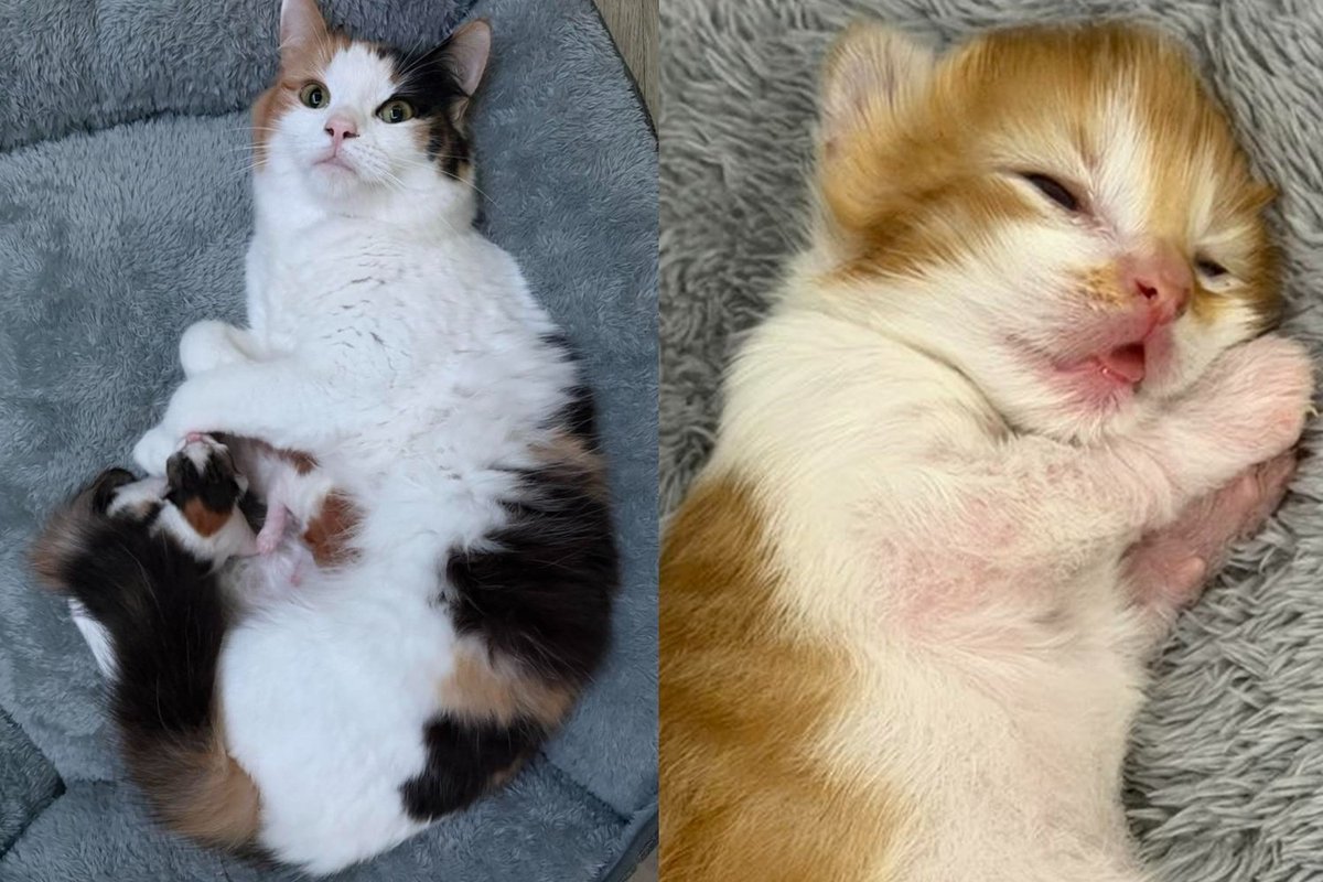 Kittens Got So Round They Roll Right Out of Bed, but Their Mama Has Trained Her Carers Well