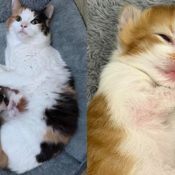Calico Mama Cat and Her Two Roly Poly Babies Are Growing Big and Strong in the Care of a Devoted Foster