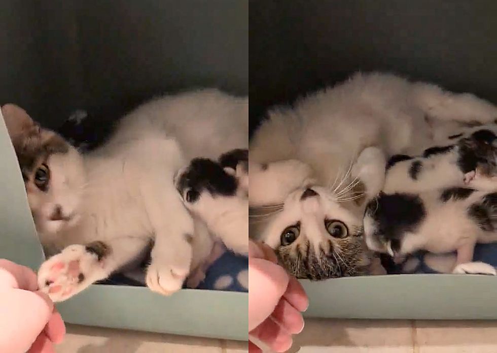 cat adores people kittens