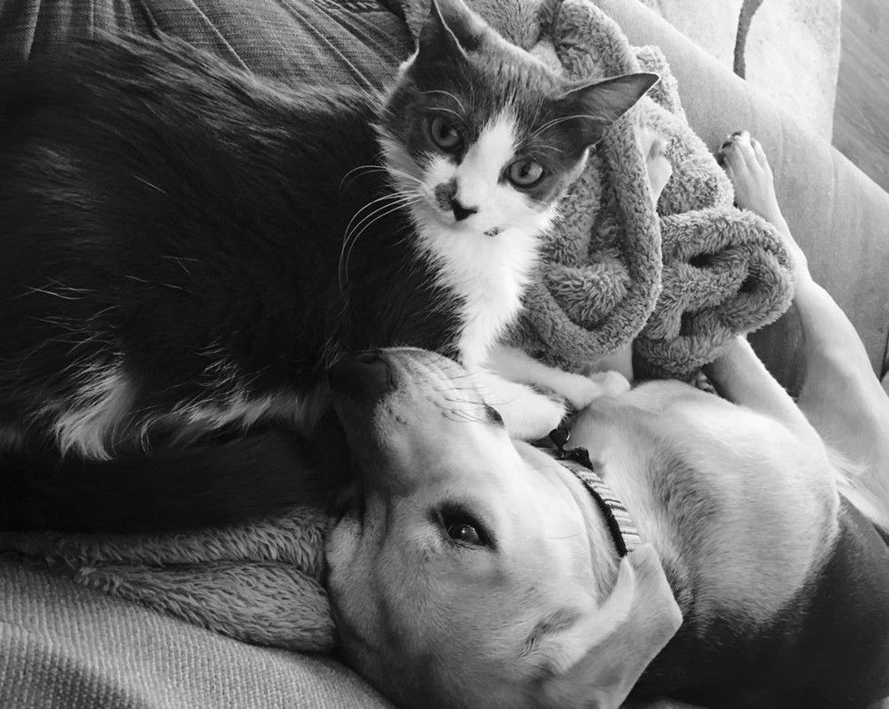 cat and beagle dog snuggling best friends