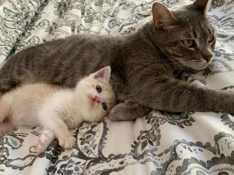 cat and kitten friends