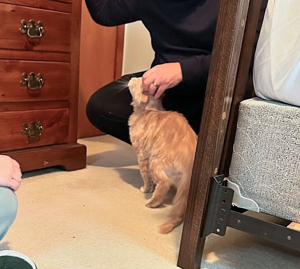 cat asking attention pets