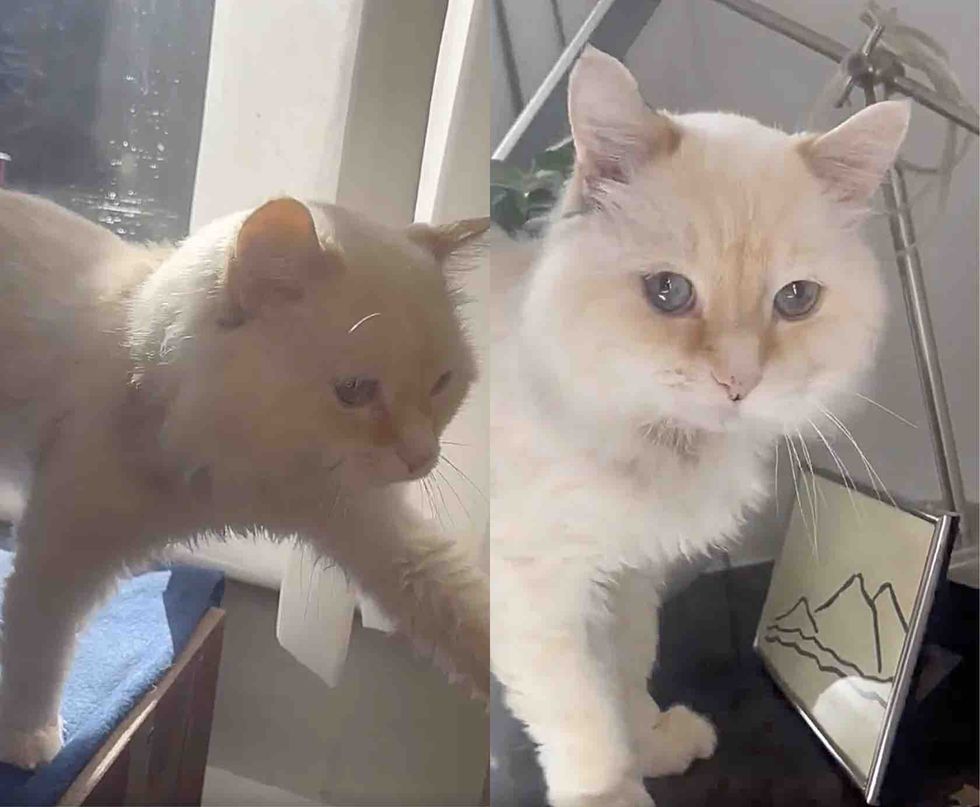 cat asking attention