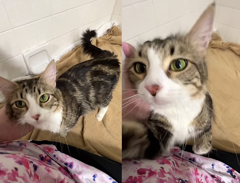 cat asking for attention