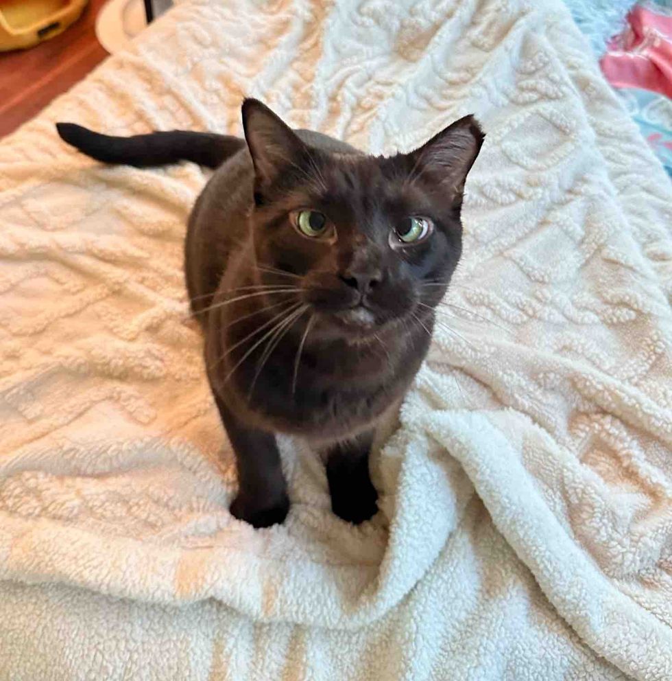 cat attention seeker quirks