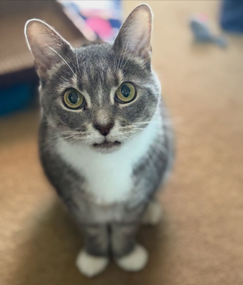 cat attention seeker smile