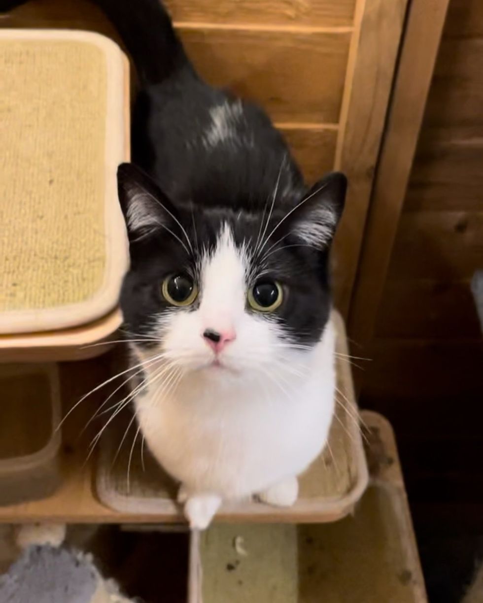 cat attention seeker