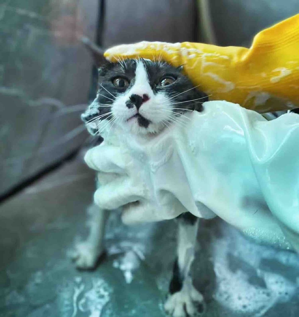 cat bath cleaning