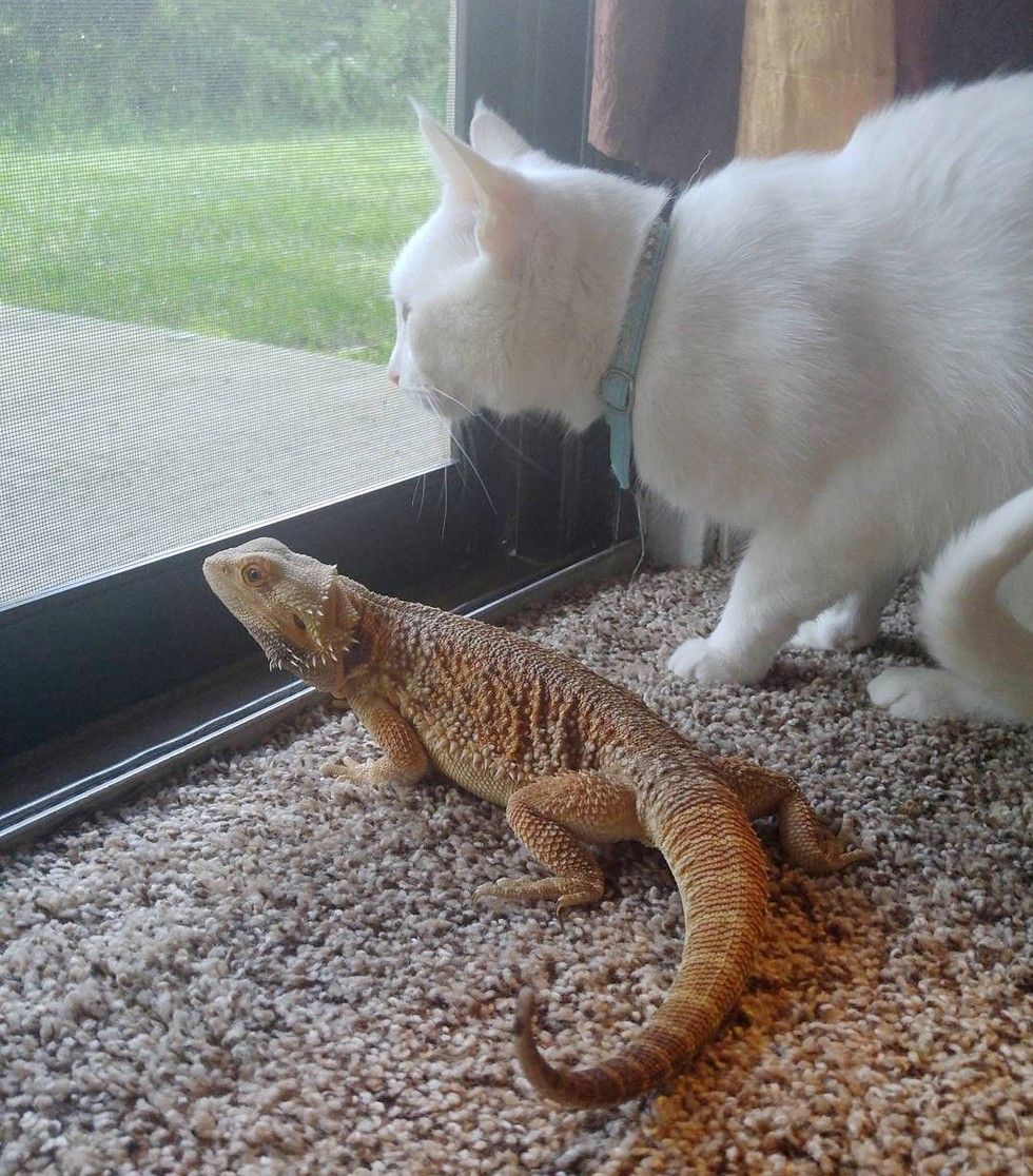 cat bearded dragon unlikely interspecies friendship