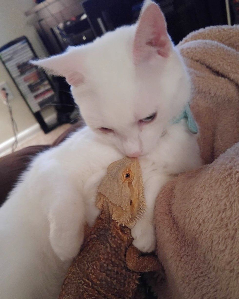 cat bearded dragon unlikely interspecies friendship
