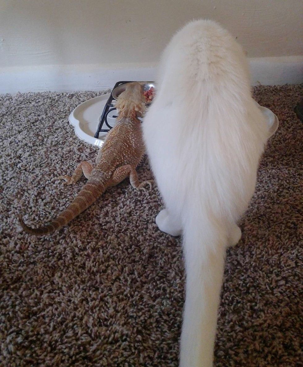 cat bearded dragon unlikely interspecies friendship