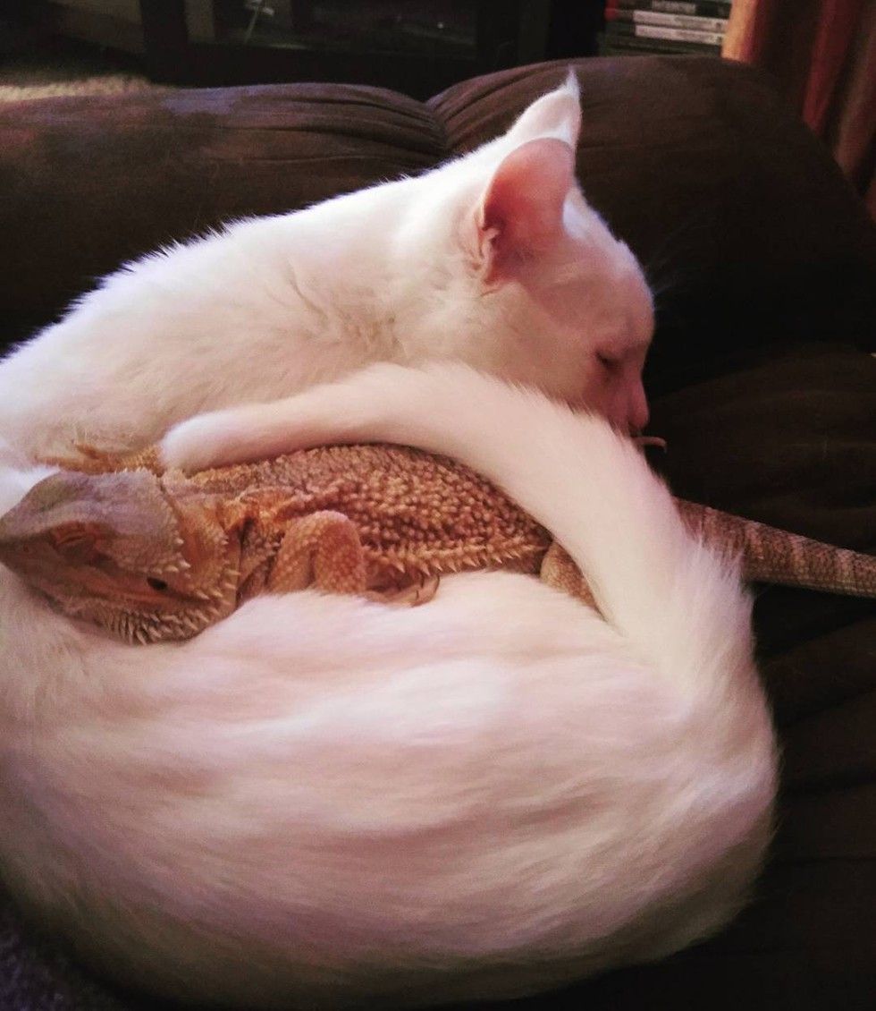 cat bearded dragon unlikely interspecies friendship