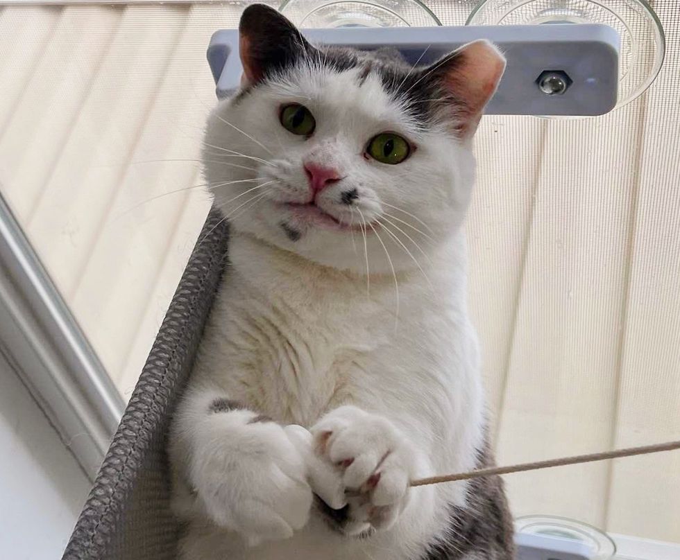 cat beauty mark happy