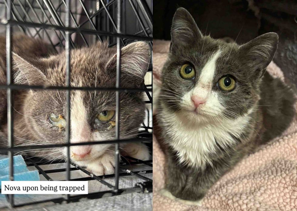 cat before after rescue