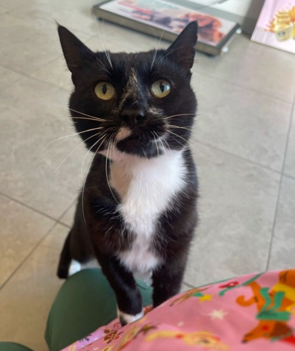 cat begging attention