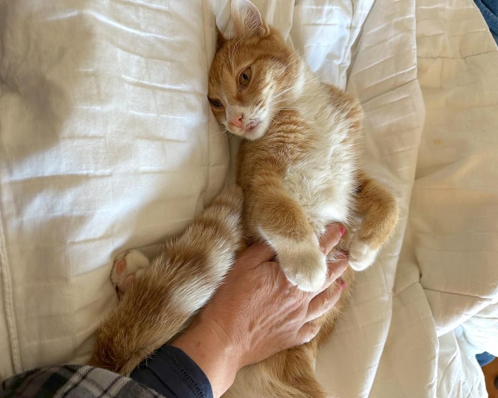 cat belly rubs