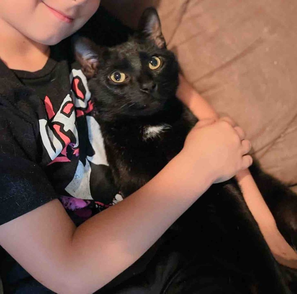 cat best friends cuddles