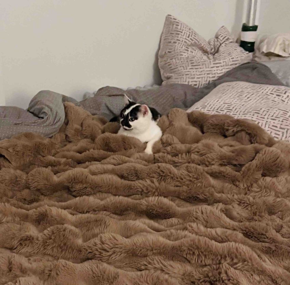 cat big soft blanket