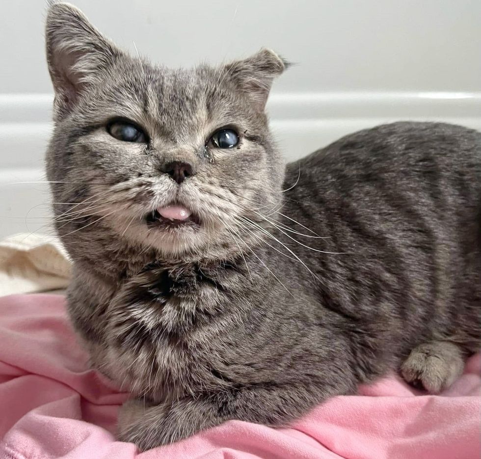 cat blind tongue cute