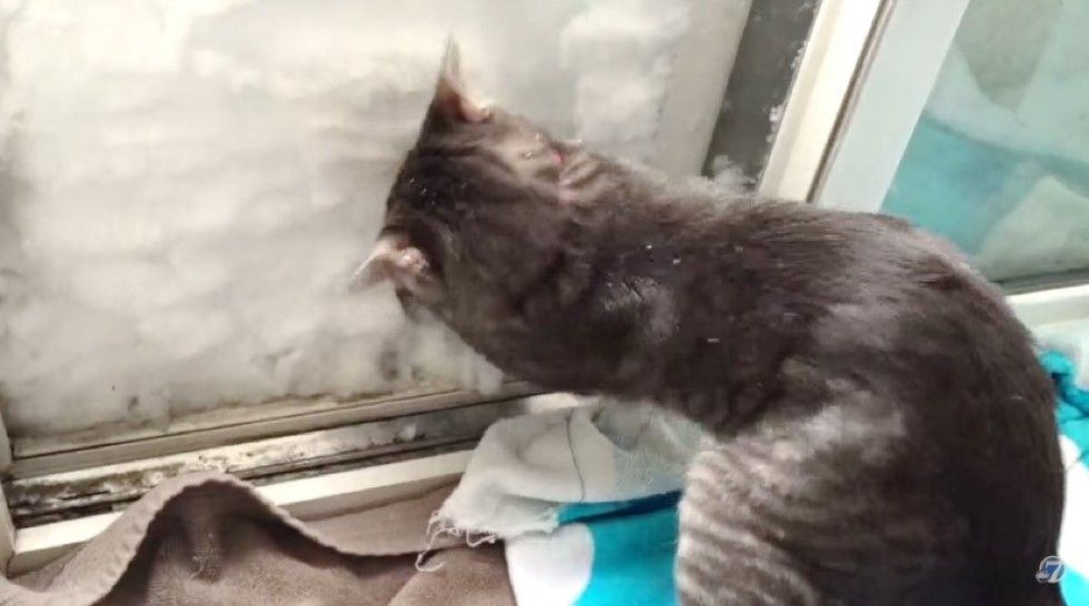 cat boots makes igloo with snow pile