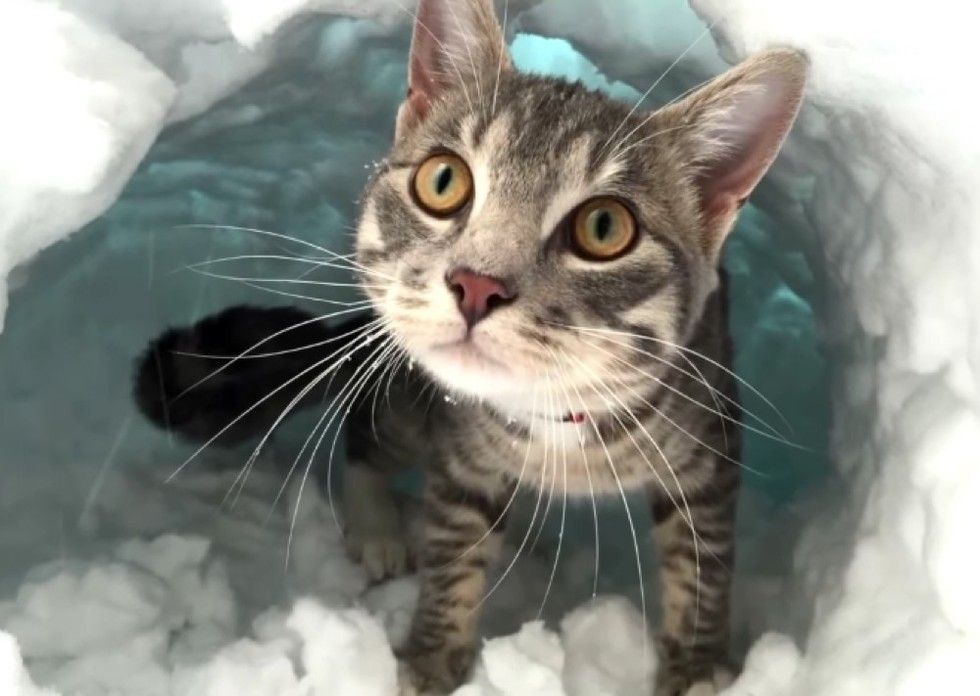cat boots makes igloo with snow pile