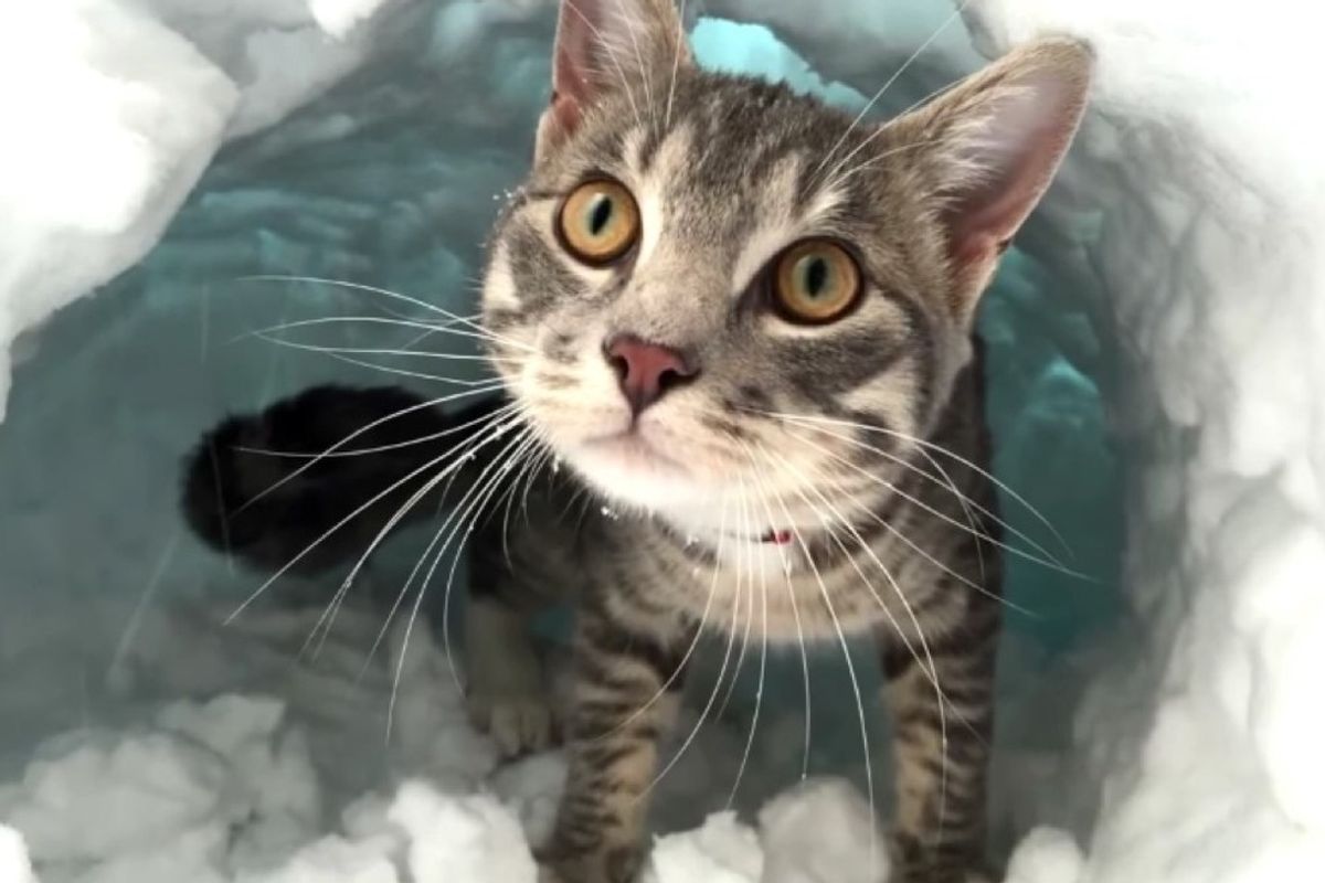 cat boots makes igloo with snow pile