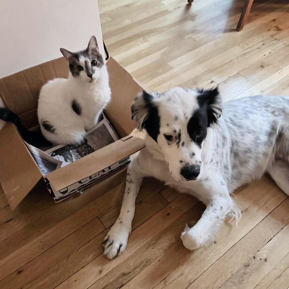 cat box dog friend