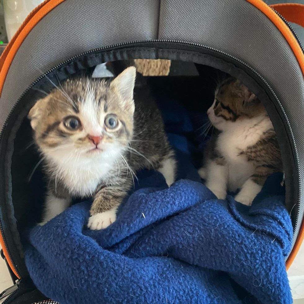 cat brothers carrier