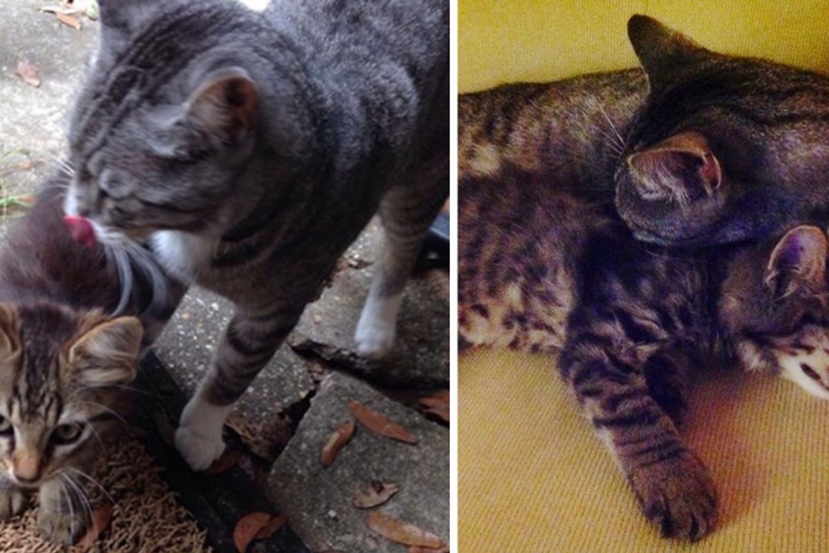 cat brought home a tiny stray kitten